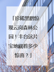 珍稀黑鹳惊现云岗森林公园！丰台这片宝地藏着多少惊喜？