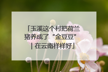 玉溪这个村把荷兰猪养成了“金豆豆”｜在云南样样好
