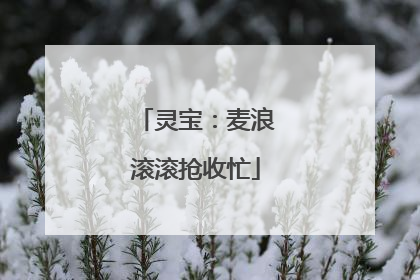 灵宝：麦浪滚滚抢收忙
