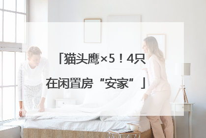猫头鹰×5！4只在闲置房“安家”