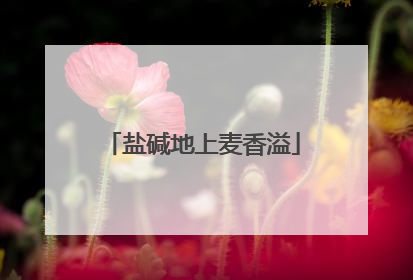 盐碱地上麦香溢