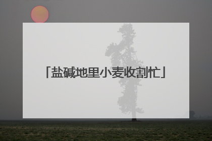 盐碱地里小麦收割忙