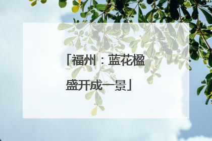 福州：蓝花楹盛开成一景