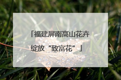 福建屏南高山花卉绽放“致富花”
