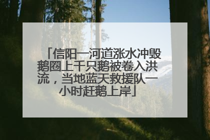 信阳一河道涨水冲毁鹅圈上千只鹅被卷入洪流，当地蓝天救援队一小时赶鹅上岸
