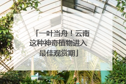 一叶当舟！云南这种神奇植物进入最佳观赏期