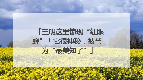 三明这里惊现“红眼蝉”！它很神秘，被誉为“最美知了”