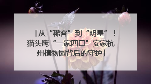 从“稀客”到“明星”！猫头鹰“一家四口”安家杭州植物园背后的守护