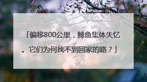 偏移800公里，鲱鱼集体失忆。它们为何找不到回家的路？