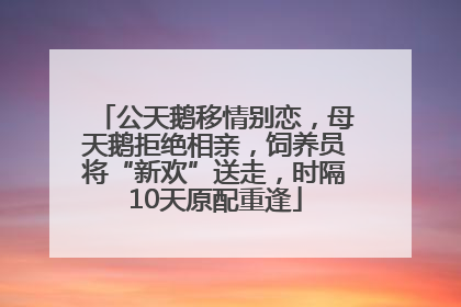 公天鹅移情别恋，母天鹅拒绝相亲，饲养员将“新欢”送走，时隔10天原配重逢