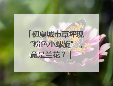 初夏城市草坪现“粉色小螺旋”，竟是兰花？ | 小叶子沪花记