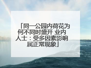 同一公园内荷花为何不同时盛开 业内人士：受多因素影响 属正常现象