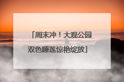 周末冲！大观公园双色睡莲惊艳绽放