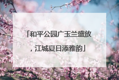 和平公园广玉兰盛放，江城夏日添雅韵