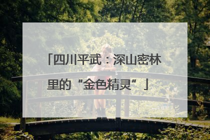 四川平武：深山密林里的“金色精灵”
