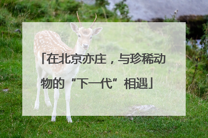 在北京亦庄，与珍稀动物的“下一代”相遇