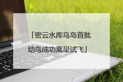 密云水库鸟岛首批幼鸟成功离巢试飞