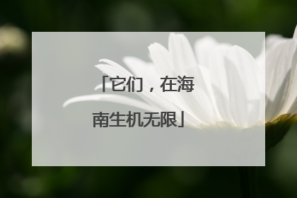 它们，在海南生机无限