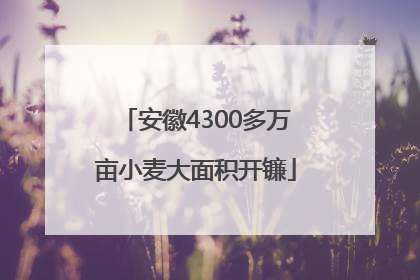 安徽4300多万亩小麦大面积开镰
