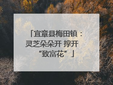 宜章县梅田镇：灵芝朵朵开 撑开“致富花”