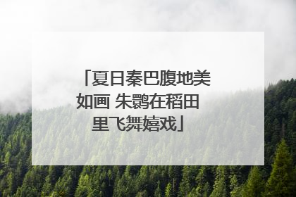 夏日秦巴腹地美如画 朱鹮在稻田里飞舞嬉戏