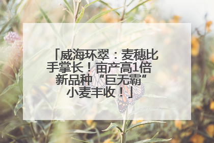 威海环翠：麦穗比手掌长！亩产高1倍 新品种“巨无霸”小麦丰收！