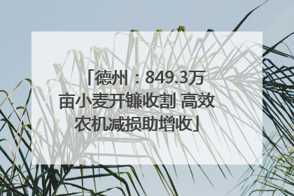 德州：849.3万亩小麦开镰收割 高效农机减损助增收