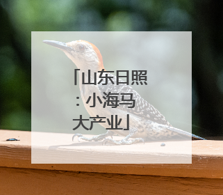 山东日照：小海马 大产业