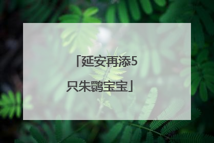 延安再添5只朱鹮宝宝