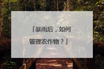 暴雨后，如何管理农作物？