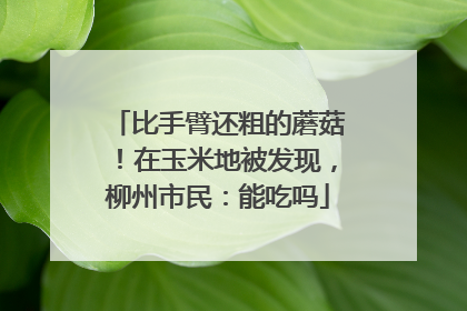 比手臂还粗的蘑菇！在玉米地被发现，柳州市民：能吃吗
