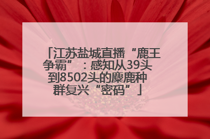 江苏盐城直播“鹿王争霸”：感知从39头到8502头的麋鹿种群复兴“密码”
