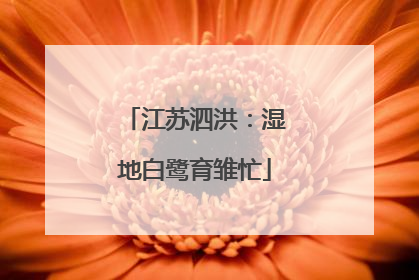 江苏泗洪：湿地白鹭育雏忙