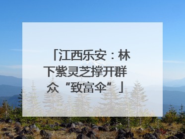 江西乐安：林下紫灵芝撑开群众“致富伞”