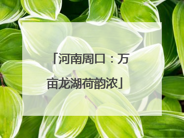 河南周口：万亩龙湖荷韵浓