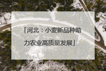 河北：小麦新品种助力农业高质量发展