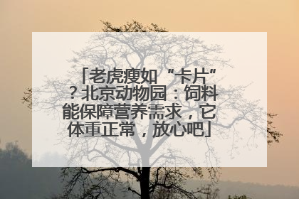 老虎瘦如“卡片”？北京动物园：饲料能保障营养需求，它体重正常，放心吧