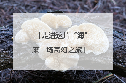走进这片“海”来一场奇幻之旅