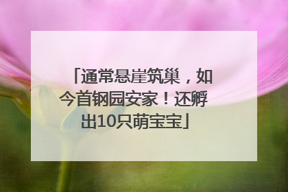 通常悬崖筑巢，如今首钢园安家！还孵出10只萌宝宝