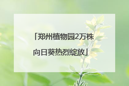 郑州植物园2万株向日葵热烈绽放