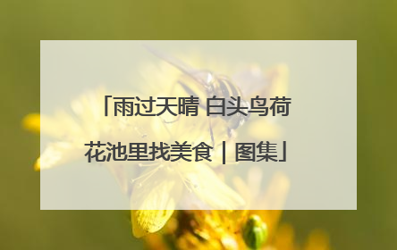 雨过天晴 白头鸟荷花池里找美食｜图集