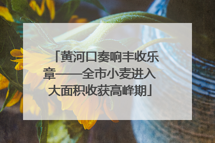 黄河口奏响丰收乐章——全市小麦进入大面积收获高峰期