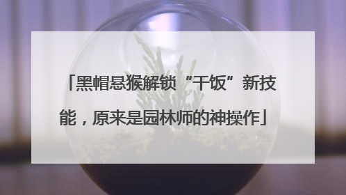 黑帽悬猴解锁“干饭”新技能，原来是园林师的神操作